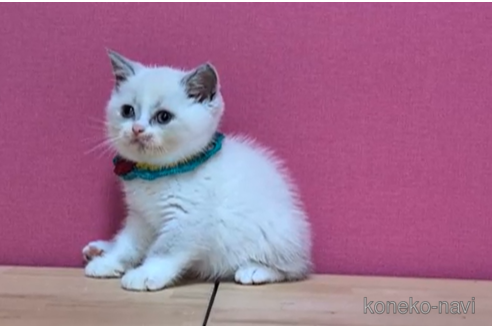 成約済の東京都のブリティッシュショートヘア-102271の5枚目